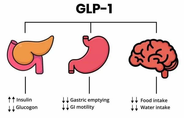 GLP-1 – doelorganen: alvleesklier, maag en hersenen (diagram)