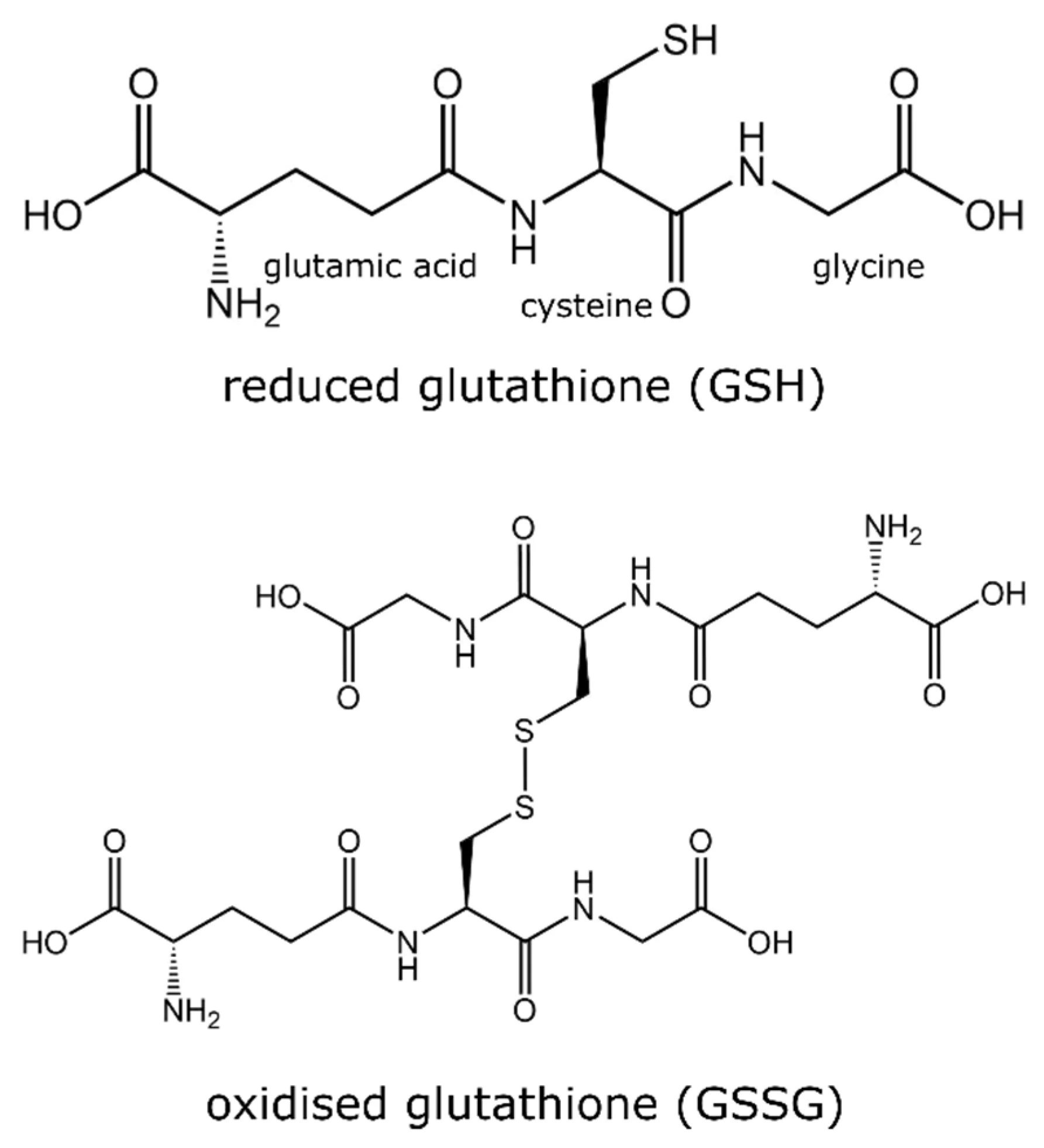 Structuren van gereduceerd glutathion (GSH) en geoxideerd glutathion (GSSG)