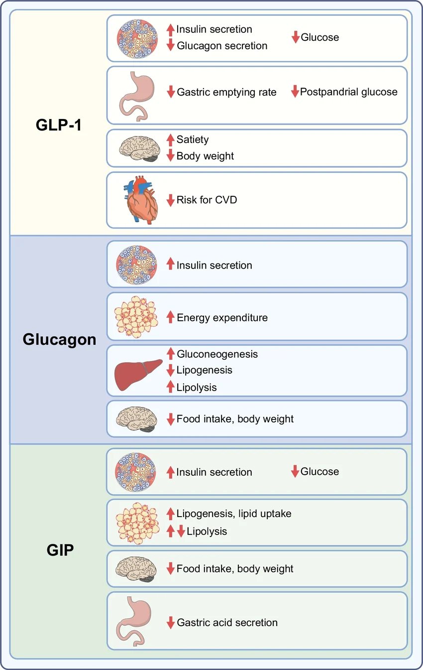 Werkingsmechanismen op de GLP-1-, GIP- en glucagonreceptoren
